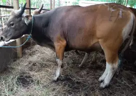 tabungan qurban  2jt/bln sapi bali 300kiloan siap sapi kurban 2026 ok
