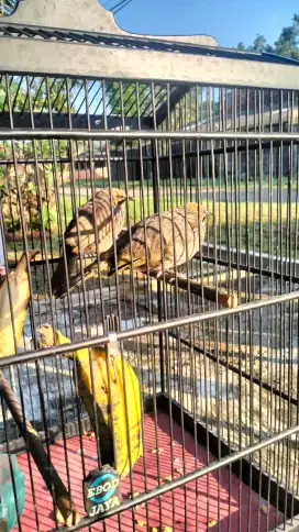 Cucak Rowo sepasang