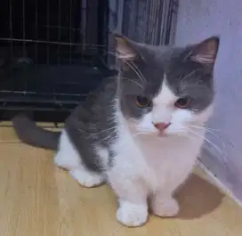 lepas adop kucing munchkin BSH bicolor shorthair