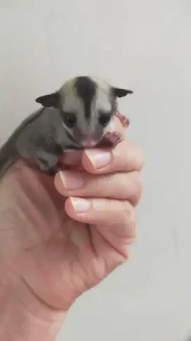 Sugar glider baby jantan classic grey