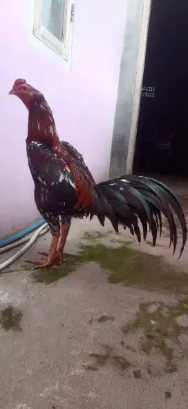 Ayam siap arena siap rawat pakhoy shamo aseel Pama iq ganoi pukul ko