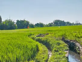 Dijual Sawah 37 Are, lokasi strategis, bisa nego
