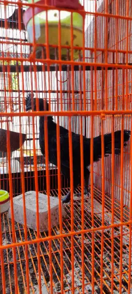 Ayam cemani dewasa