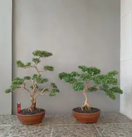 Bonsai Saeng simbur Vietnam ada 2 pohon