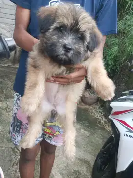 Shitzu usia 3 bulan betina