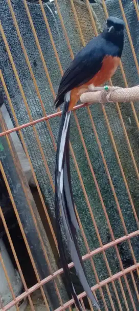 Muray ekor panjang 30 cm an