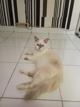 kucing persia adopsi