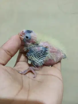 Lolohan burung falk