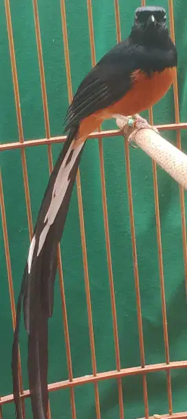 Muray ekor panjang 30 cm an