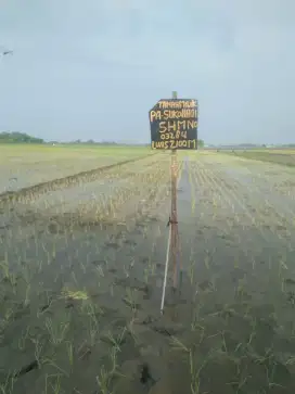 Jual murah tanah sawah