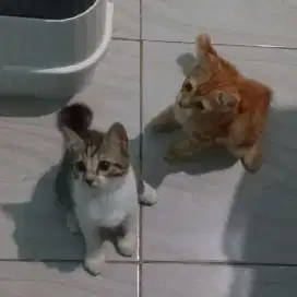 Dicari Adopter Kucing Mixdom