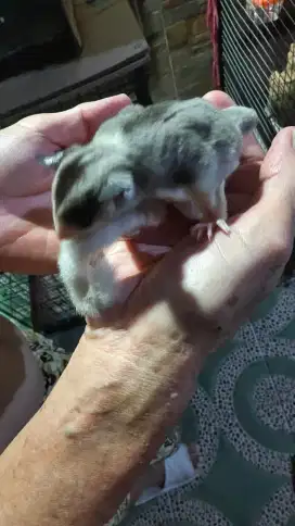 Sugar glider mozaic umur 4 bulan