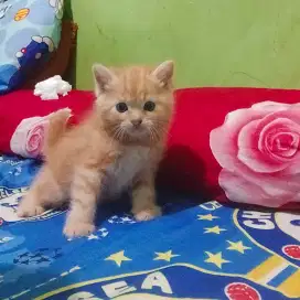 Kitten Persia flatnose