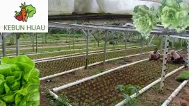 Dicari pekerja wanita dan pekerja pria untuk kebun sayuran