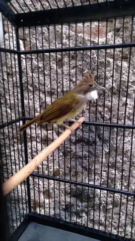 Burung Cucak Jenggot / CJJ