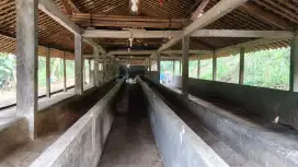 Dijual Kandang Sapi Kapasitas 50 Ekor Siap Pakai – Lokasi Strategis