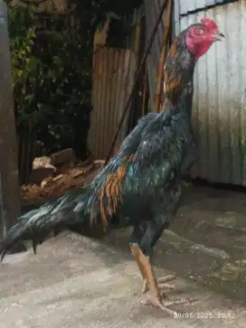 Ayam Bangkok muda janggaran