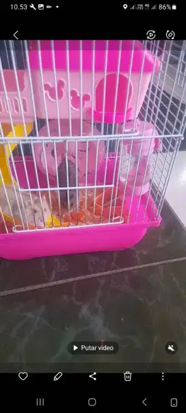 Hamster spasang sehat gemuk