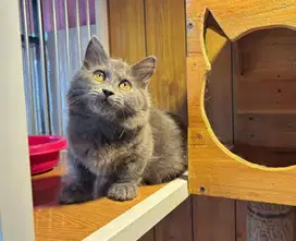 Kucing kitten munchkin LH jantan