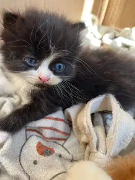 Kucing lucu lucu