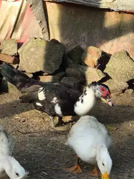 Bebek entok/selati