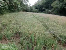 Di jual tanah besar murah di Kabupaten Magelang dekat Candi Borobudur