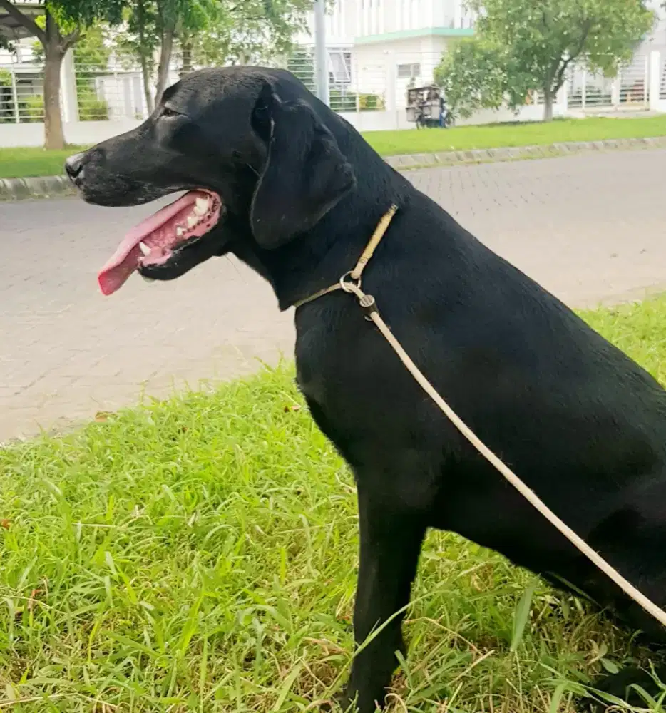 LABRADOR RETRIEVER Black Female