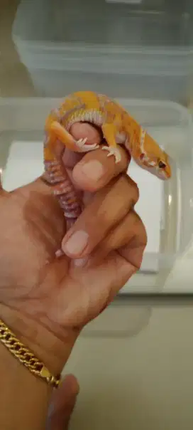 Gecko Murah Female