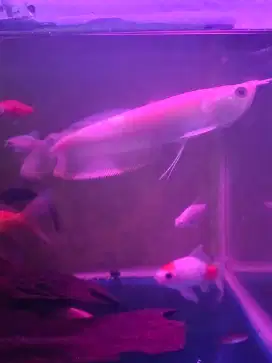 ikan arwana albino