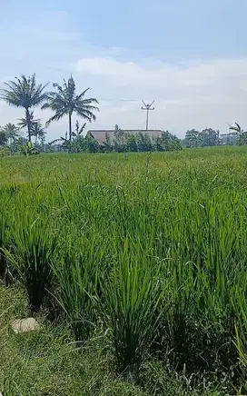 Tanah Sawah Di Wanaraja Garut