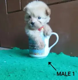 Teacup Mini Maltipo Puppies