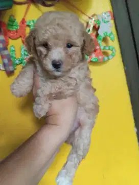 Puppy poodle betina