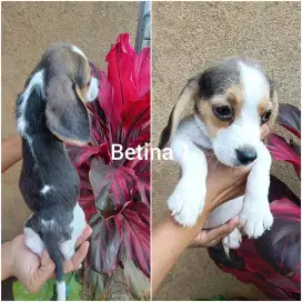 Beagle stambum vaksin