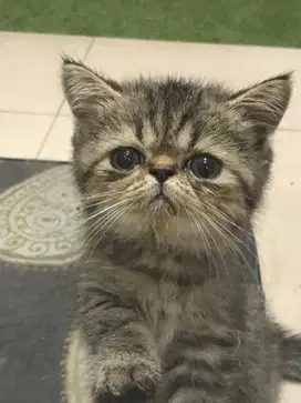 KUCING persia EXO