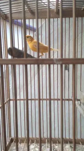 Kenari Betina Dara