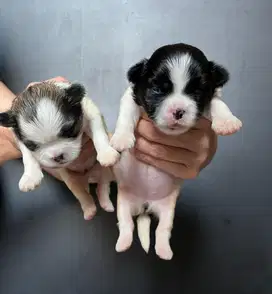 Puppies malshi kecil