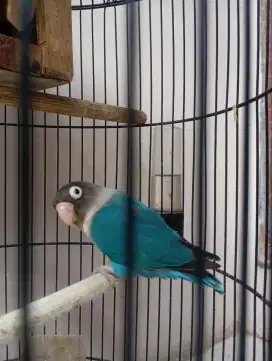 FULSET LOVE BIRD BLUE ICE
