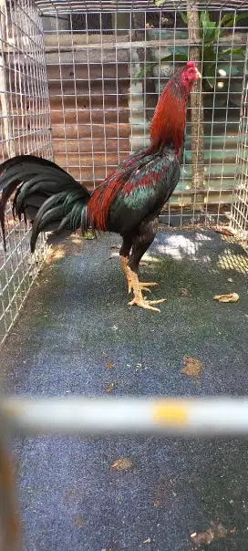 Ayam Bangkok Tradd win 1x (ada video)