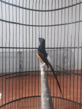 Burung muray batu prestasian