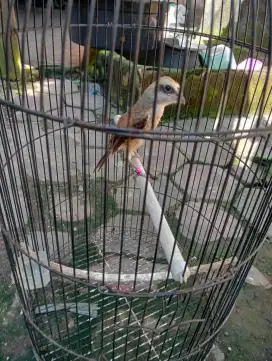 Burung cendet anakan