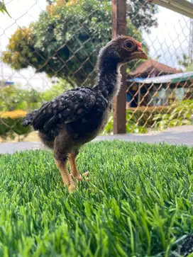 Ayam Ko Shamo usia 1 bulan