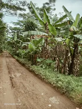 B,u Dijual cepat tanah kebun lokasi bagus