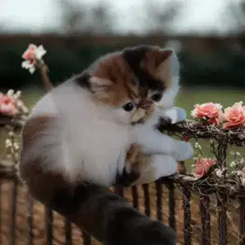 Persia kitten peaknose