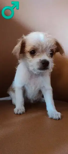 Dijual Anakan Pupy Ras Kecil