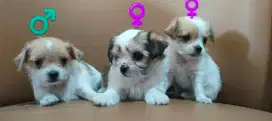 Dijual Anakan Pupy Ras Kecil