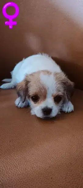 Dijual Anakan Pupy Ras Kecil