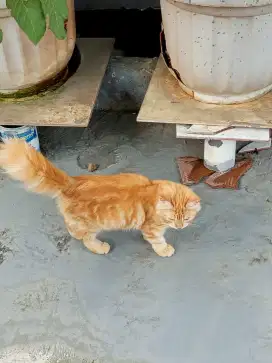 Anak kucing Anggora