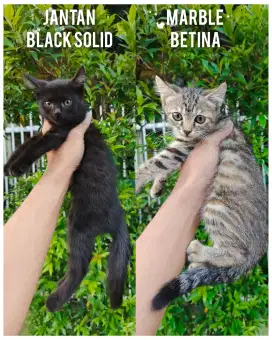 Kitten persia mixdome murmerrr