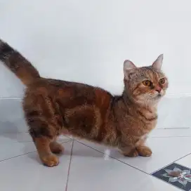 Dijual Cepat Munchkin BSH Mix