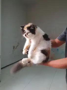 Kucing peaknose calico